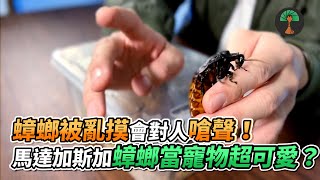 [問卦] 被大蟑螂爬到身上是什麼感覺？