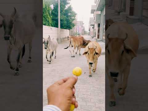 2 गाय व नंदी #cow #shortsfeed #cows #shortvideo #nandi #ytshorts #cowvideos #shorts #cowvideo #cute