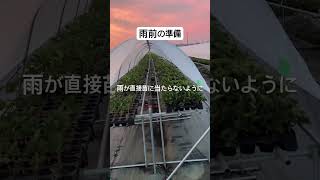 雨前の準備 #いちご #農業 #農協