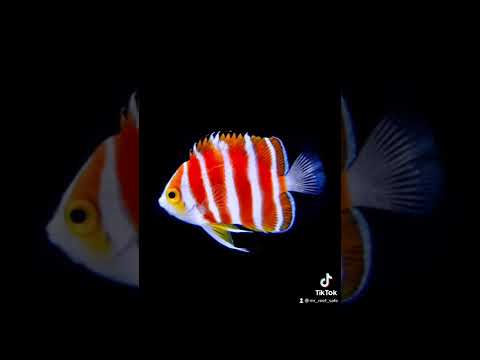 スポットライト: ペパーミント エンゼルフィッシュ