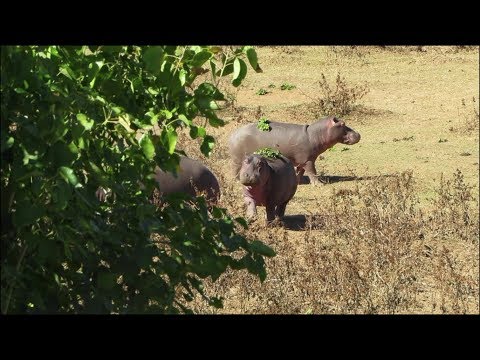 Hippos Crashing Into The Water