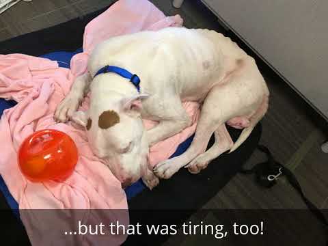 Trent (miracle dog!), an adopted Pit Bull Terrier Mix in Ithaca, NY_image-1