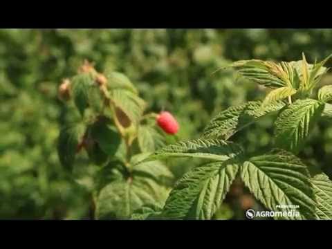 download lagu mp3 mp4 Polka Malina, download lagu Polka Malina gratis, unduh video klip Polka Malina