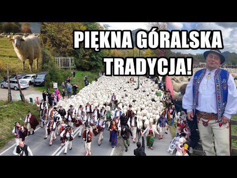 Highlanders drove over 1,500 sheep through the streets of Szczawnica! What is a redyk?