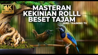 Download lagu 🔴 Live Masteran Murai Batu Kasar Cucak Cungkok Gacor vs Tepus Kepala Abu Abu Gacor Panjang mp3 Download lagu 🔴 Live Masteran Murai Batu Kasar Cucak Cungkok Gacor vs Tepus Kepala Abu Abu Gacor Panjang mp3