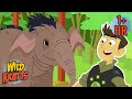 Rescuing Endangered Species Creature Rescues Wild Kratts