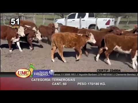 Lote 60 Terneros/as en Villaguay, Entre Ríos