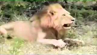 Monstrosity - the angel's venom.wmv