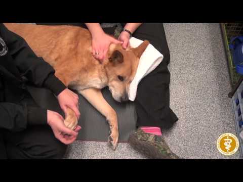 Passive range of motion exercises in a dog