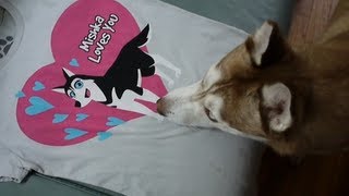 JEALOUS LAIKA! Laika wants a T-Shirt too!!