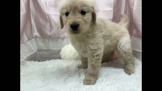 ゴールデンレトリバーの動画01