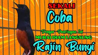 Download lagu Pancingan PAGI-PAGI AGAR MURAI GACOR❗sekali coba murai DIAM langsung bunyi mp3