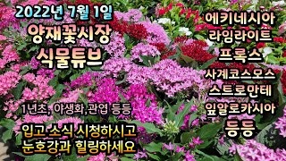 양재꽃시장 식물튜브 2022년 7월 1일 [에키네시아,황금새덤, 백합, 사계코스모스, 팬타스, 삼색달개비, …