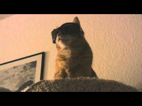 Cat Milly - Sebs / Zebatinsky (VS. Rap Battle)