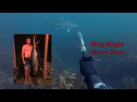 40kg KINGFISH SPEARED ON A SHORE DIVE!!!  |  DIVING NORTHLAND NEW ZEALAND