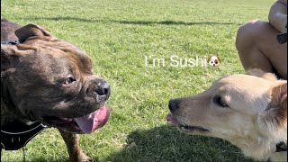【Sushi】ビビり犬とハァハァ犬