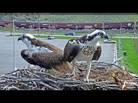 Intruding Female Osprey Takes Fish From Iris, Gets Chased Off Nest – April 23, 2019