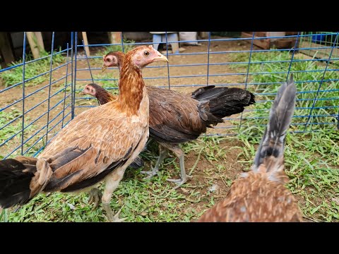 How we breed Sweater Boston over Kelso and Sweater Boston Over Yellow Legged Hatch