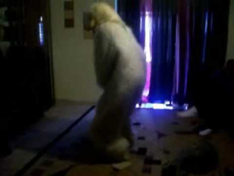 EVERYBODY DANCE NOW!