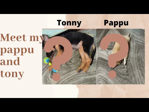 MEET MY PAPPU AND TONY||SETTAIGAL|| CALM PAPPU AND ROWDY TONY|| #gsd #pomerian