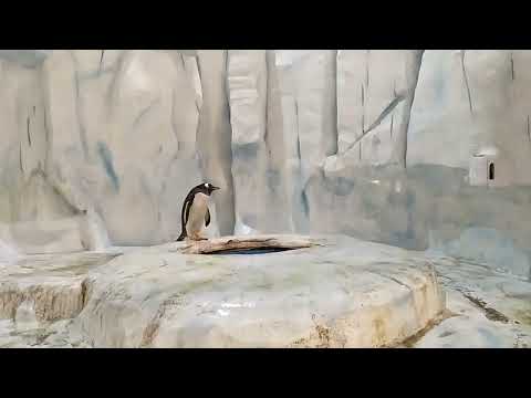 Penguin jumps in the water hole!