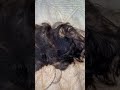 Today I Cut Off All My Daughter S Hair In Anger Shorts Easy Hair AmbikaBeauty