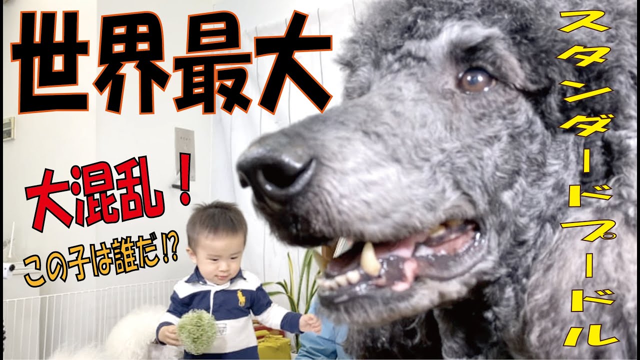 【世界最大のプードル】スタンダードプードル が３頭も！さらに○○が乱入で大混乱!?