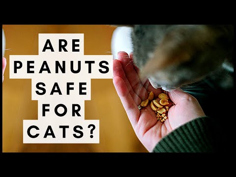 Are Peanuts Safe for Cats? - YouTube