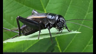 Spiritual meaning of Crickets: be at peace the switch is here  just trust our father and his workers