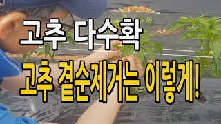고추 곁순따기 이렇게 해보세요. 고추 다수확을 위한 곁순제거 순따기 작업