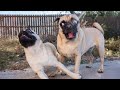 I Dare You Not To LAUGH At These FUNNY DOGS Best Funny Animals Videos 2025