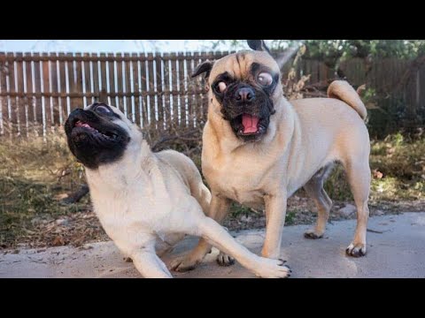 Je vous mets au défi de ne pas rire devant ces drôles de chiens et ces vidéos d'animaux les plus drôles 2025