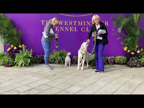 Westminster Kennel Club dog show 2024 Masters Obedience Championship