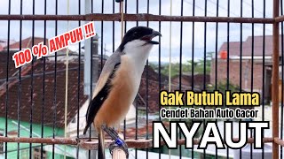 Download lagu burung cendet gacor AMPUH BONGKAR ISIAN PANCINGAN CENDET AGAR BUNYI bikin BURUNG PENTET GACOR EMOSI mp3