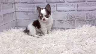 チワワ（ロング）の動画01