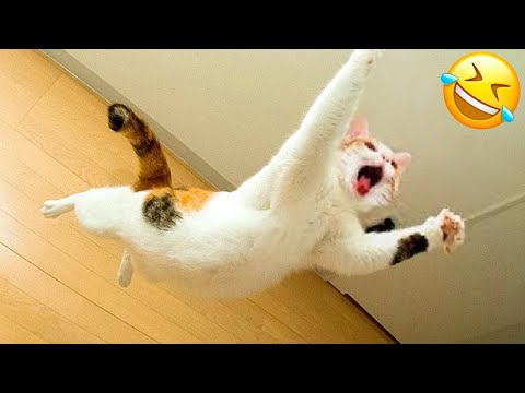 Funniest Pets 🤣 Don't try to hold back Laughter 😹