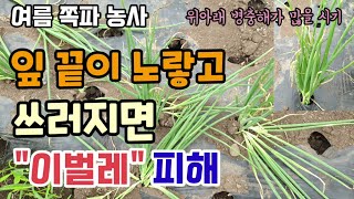 쪽파농사 파잎끝이 노랗고 파가쓰러지면 "이벌레" 피해 파벌레약 주는 토양살충제 뿌리기 고자리파리