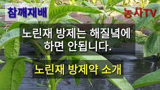 참깨재배-노린재 방제는 새벽에 해야하는 이유와 노린재 방제약[농사TV]