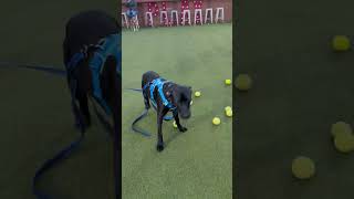 Video preview image #1 Labrador Retriever-Unknown Mix Puppy For Sale in Bellevue, WA, USA