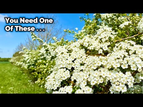 Is This THE BEST Native Shrub For Wildlife . . ?