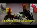 Ciri Ciri Ayam Pukul Keras Dan M3m4tikan