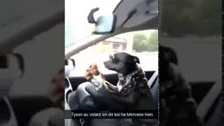 Le Chien Tyson conduit une voiture