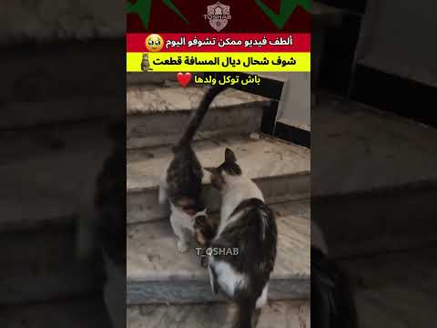 شوف شحال مشات باش توكل ولدها 🐱❤️