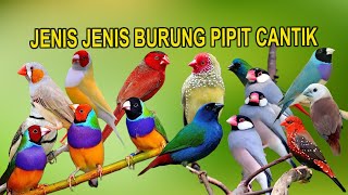 Download lagu TYPES OF EMPRIT BIRDS mp3 Download lagu TYPES OF EMPRIT BIRDS mp3