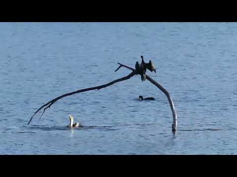 Birding in the Garden Route - Lakes Area Wilderness