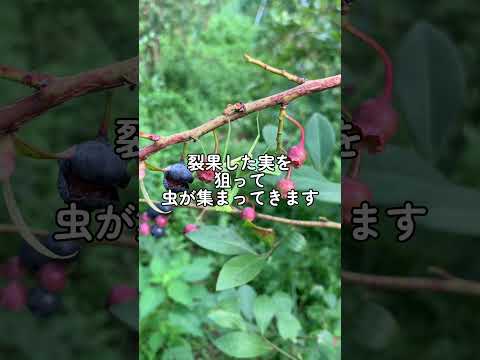 果樹の早期開花を遅らせ、回避するにはどうすればよいですか? + アイスセインツ 2024 の日程  庭園