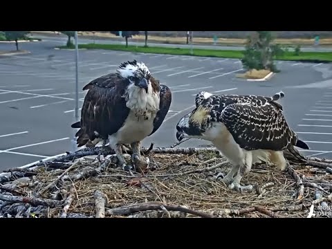 The remarkable summer of Iris the osprey comes to a close