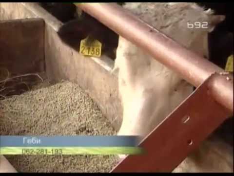 Prilog o tovu junadi - i ishrani koncentratom