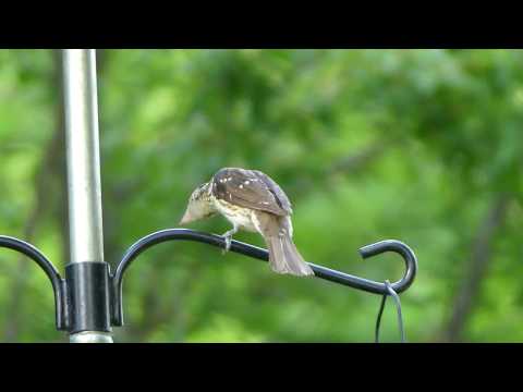 2017 Juvenile Rose-breasted Grosbeak