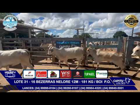LOTE 31  - 16 BEZERRAS NELORE 12M   181 KG BOI  P O- CAPITU LEILÕES  05-02-26 - TUPACIGUARA MG🐂